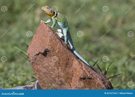 Image result for Eastern Collared Lizard