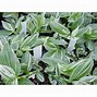 Image result for Tradescantia Albovittata