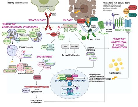 The complex genetic architecture of Alzheimer's disease: novel insights and future directions ...