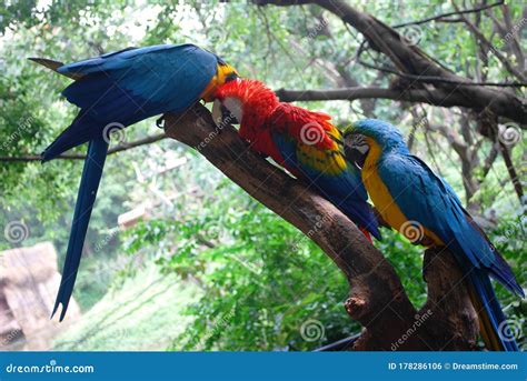 Different Types Of Macaws Grooming Each Other Stock Photo ...