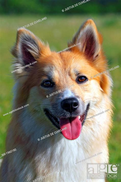 Icelandic sheepdog (Canis lupus familiaris), female, portrait, Stock ...