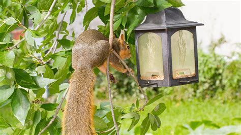 10 Best Squirrel-Proof Bird Feeders and 22 Practical Tips That Work