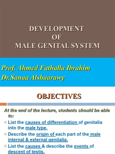 L1-Development of male genital system | PDF | Testicle | Anatomy