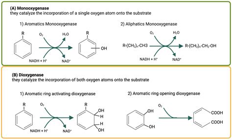 Recent Advances in Bacterial Degradation of Hydrocarbons