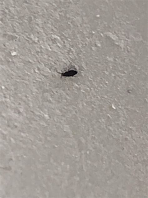 Small Black Bugs In Bathroom Solved! What Are The Long, Skinny Black