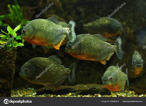 Catching Exotic Fish for Aquarium 的图像结果