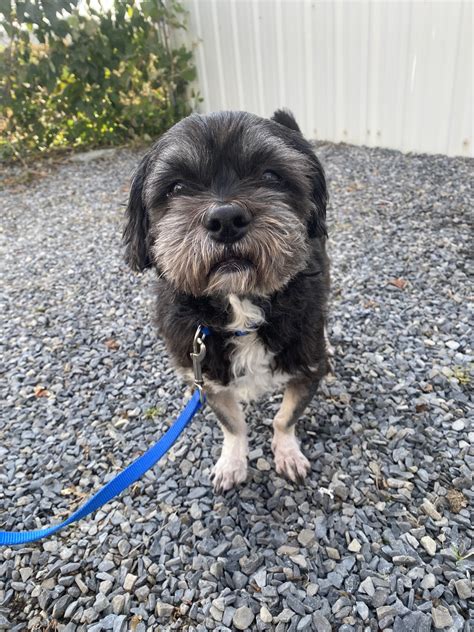 CORTLAND COUNTY SPCA - Cortland NY - Hours, Directions, Reviews ...