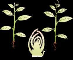 NEET Previous Year Questions (2016-2025): Plant Growth and Development ...