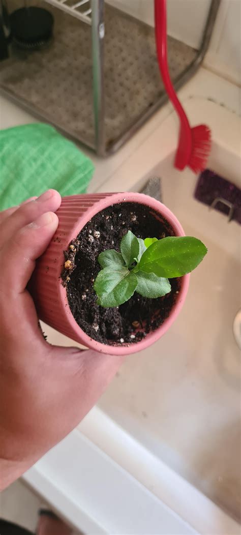 Lemon tree seedlings : r/plantclinic