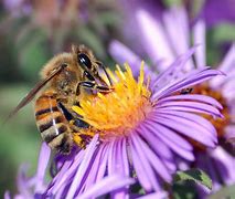 Image result for Bee Animal
