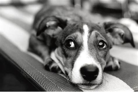 Himalaya Wellness (India)