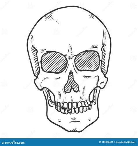 Vector Sketch Illustration - Human Skull. Front View. | CartoonDealer ...