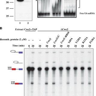 Image result for CWC DNA
