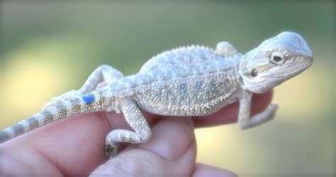 How Much Does A Baby Bearded Dragon Cost at Alexandra Ramos blog
