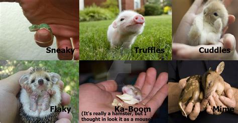 Image result for HTF Animals