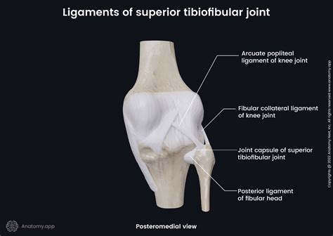 Superior Tibiofibular Joint