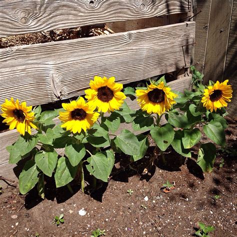 Miniature Sunflowers Growing