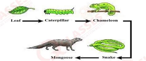 Study the food chain given below and answer the questions that follow ...