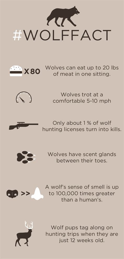 Image result for Wolves Facts