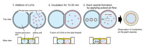 Investigation of Fusion between Nanosized Lipid Vesicles and a Lipid ...