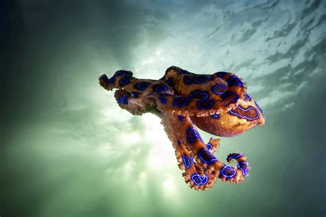 Image result for Blue-Ringed Octopus Predators