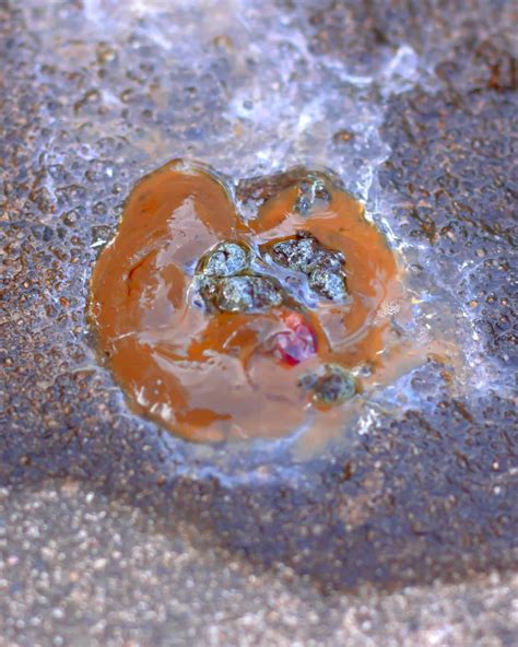 Image result for Types of Chicken Poop