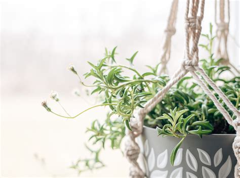 Top 10 Most Beautiful Exotic Plants to Grow at Home – Ecofynd