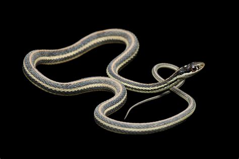 Western Ribbon Snake (Thamnophis proximus proximus) - Joel Sartore