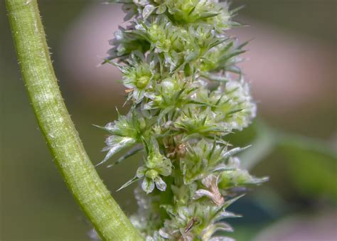 Amaranthus retroflexus (Tilkikuyruğu) - Kocaeli Bitkileri