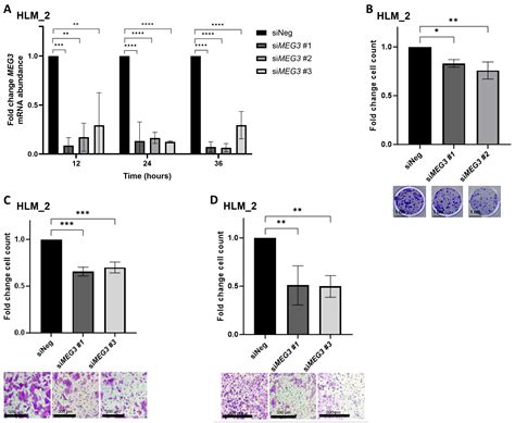 Upregulation of the lncRNA MEG3 in Metastatic Hepatoblastoma
