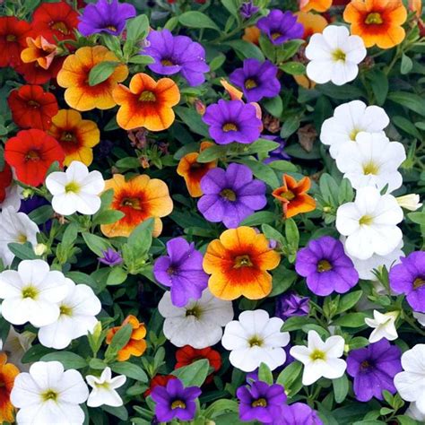 Amazon.com : CHUXAY GARDEN Mix Calibrachoa Kabloom Seed, Million Bells ...