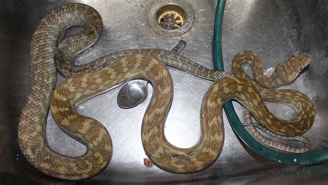 Image result for Biggest Scrub Python