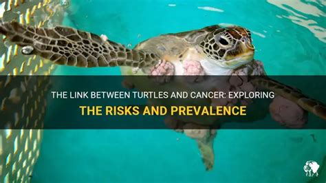 Image result for Cancerous Soft Shell Turtles