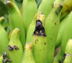 TNAU Agritech Portal :: Crop Protection