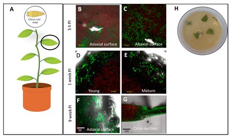 Interactions of Metarhizium brunneum-7 with Phytophagous Mites ...