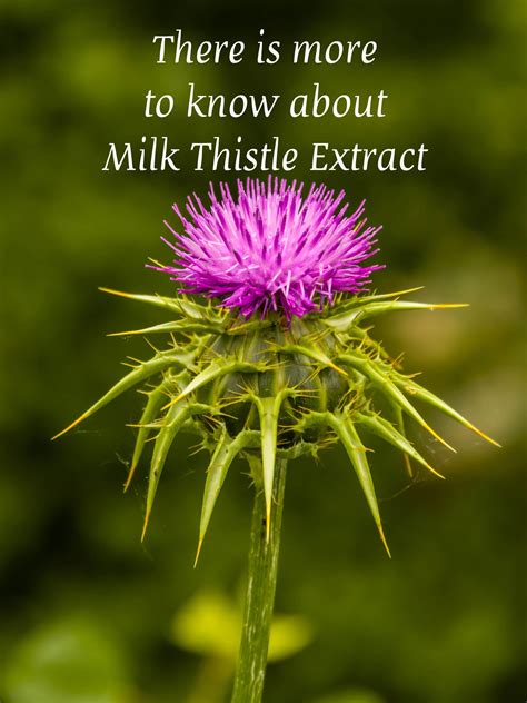 Benefits of Milk Thistle Extract | Melody Jacob