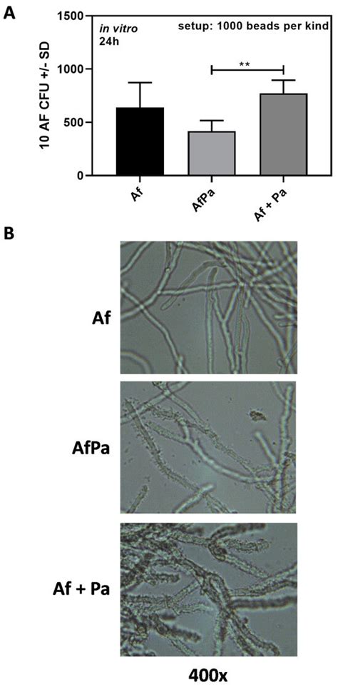 Model of Pulmonary Co-Infection of Aspergillus and Pseudomonas in ...