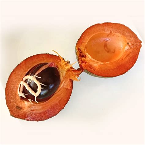 Red Faisan Live Plant (Pouteria Viridis) – veliyathgardens