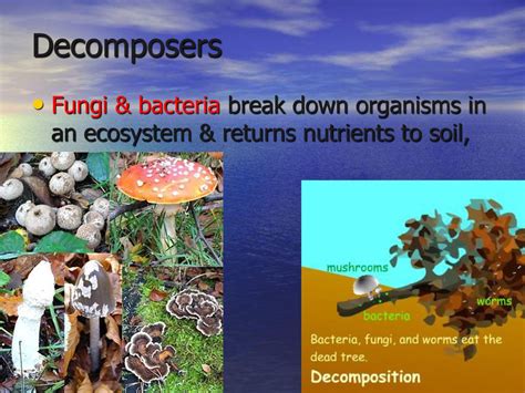 Image result for Decomposition Explained