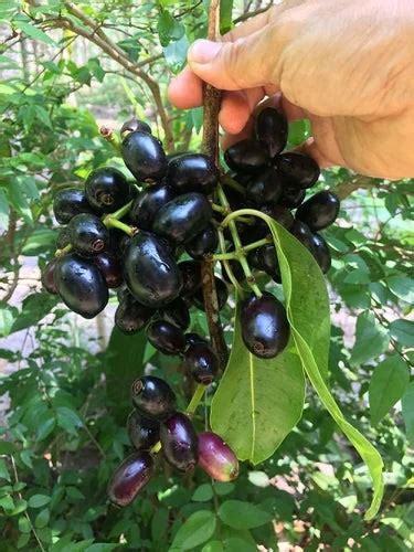 Allaneredu ( Grafted ) – Ashok Chakra Nursery