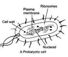 Class 9 Science Sample Paper (Term 1) - 2 (with solutions): Part - 2 ...