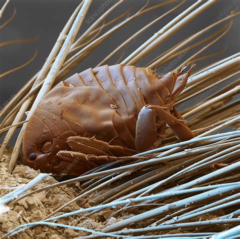 Jigger Fleas Remove 的图像结果