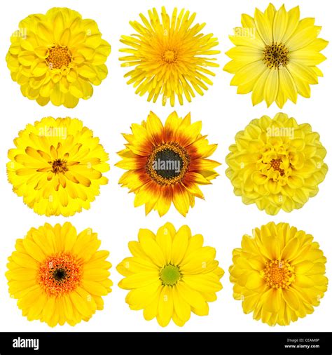 Types Of Yellow Flowers