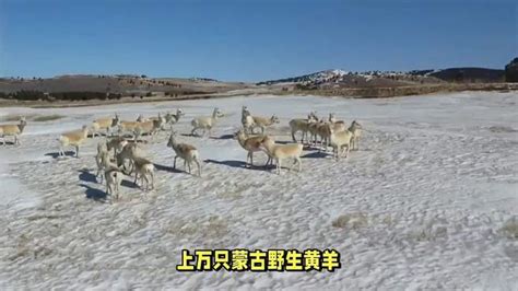 上万只野生黄羊跨越中蒙边境，背后有何不为人知的秘密？-动物视频-搜狐视频