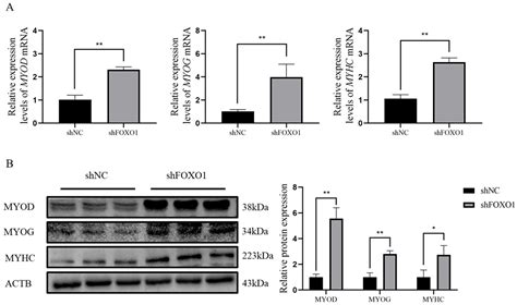 Analysis of Promoter Methylation of the Bovine FOXO1 Gene and Its ...