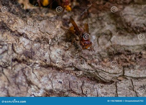 European Hornets Defend the Entry of Their Hornets Nest Against ...