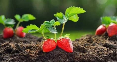 草莓怎么移栽成活率高？草莓苗定植前用什药蘸根？ - 知乎