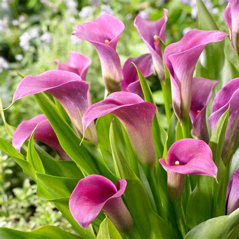 Calla Lily Purple
