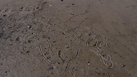 Tidewater Mucket | Mass.gov