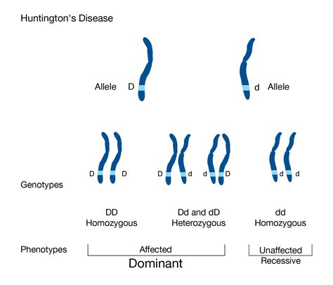 Understanding Dominant Traits In Biology: A Simple Guide